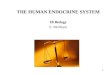 1 THE HUMAN ENDOCRINE SYSTEM IB Biology E. McIntyre