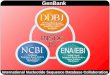 GenBank International Nucleotide Sequence Database Collaboration
