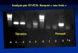 A 1 2 3 4 A 1 2 3 4 Analyse par RT-PCR: Rorqual « non frais » Témoins Rorqual