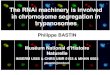 The RNAi machinery is involved in chromosome segregation in trypanosomes Philippe BASTIN Muséum National dHistoire Naturelle INSERM U565 & CNRS UMR 5153