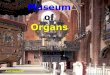 Museum of Organs AUTOMATIC Lavaur: CathédraleLavaur: Cathédrale (