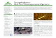 Symphylans: Soil Pest Management Options