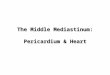 Anatomy, Lecture 6, Pericardium and the Heart (slides)