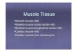 Muscle Tissue histology