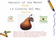Harvest of the Month PEAR La Cosecha del Mes Peras Funded by the U.S. Department of Agriculture Food Stamp Program, an equal opportunity provider and employer,