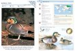 Wildlife Fact File - Birds - Pgs. 301-310