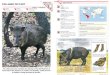 Wildlife Fact File - Mammals, Pgs. 161-170