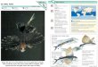 Wildlife Fact File - Fish - Pgs. 31-40