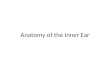 Inner ear anatomy