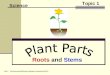 Science - Topic 01: Plant Parts - roots and stems