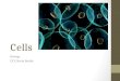 Cells ( Olevel Biology)