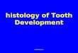 Histology of Tooth Development
