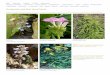 Günther's Site - Photos of European Plants