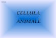 CELLULA ANIMALE Cellula. CELLULA ANIMALE Pori nucleari Nucleolo Membrana nucleare Reticolo Reticolo endoplasmatico rugoso Reticolo Reticolo endoplasmatico