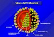 Virus dell’influenza EMAGGLUTININA (HA) PROTEINA M2 (M2) RNA NUCLEOPROTEINA (NP) E POLIMERASI (P) MATRICE (M) NEURAMINIDASI (NA)