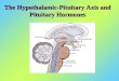16. pituitary gland