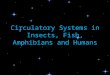 F5 1.2 circulatory systems in insects, fish, amphibians (1)