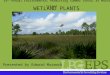 Determining State And Federal Wetland Jurisdiction  Determining State and Federal Wetland Jurisdiction – Wetland Plants