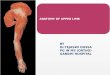 anatomy of upper limb