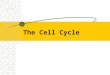 Cell cycle slides for Moodle