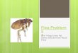 Flea Problems? 5 Things Every Pet Owner Should Know about Fleas