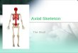 Axial Skeleton - Skull