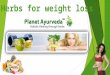 weight loss herbs that really work - Planet Ayurveda