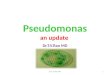 Pseudomonas  an  update