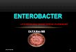 Enterobacter, an emerging Nosocomial Infection