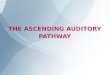Ascending auditory pathway