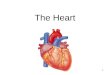 The heart (Cardiology)