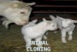 Animal cloning
