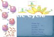 J-GN7-Lytic Cycle