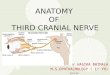 Anatomy of 3 rd cranial nerve