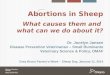 Sheep Day -  Sheep Abortions, Jocelyn Jansen