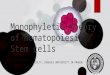 Monophyletic theory of hematopoiesis. Stem cells