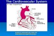 Cardiovascular ppt. fall 08 web v1