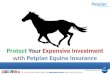 Protect Your Expensive Investment with Petplan Equine Insurance