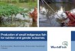Production of small indigenous fish for nutrition and gender outcomes by Rumana Akter, Manika Saha, Shakuntala Haraksingh Thilsted