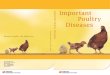 Important poultry diseases 060058   cpc website