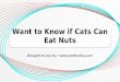 Want to Know if Cats Can Eat Nuts