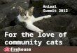 For the Love of Community Cats