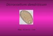Dicrocoelium dendriticum