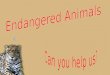 Endangered Animals Powerpoint[1]