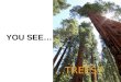 You see trees?