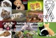 Animal welfare presentation  ashley ripplinger