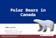 Polar Bears in Canada