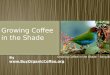 Growing Coffee in the Shade