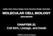 Molecular Cell Biology Lodish 6th.ppt - Chapter 21   cell birth, lineage, and death