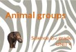 Unit 4 animal groups